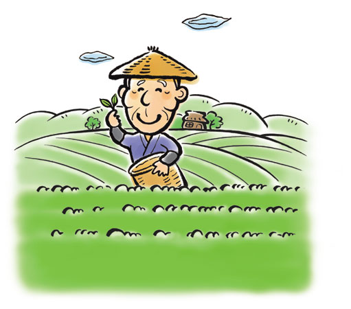 猿島茶・さしま茶 生産直売(お茶・煎茶・緑茶販売) 坂入製茶工場/産地直送